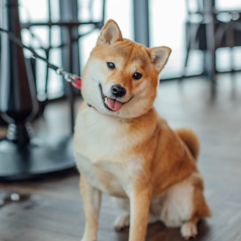 National Home and Auto Insurance Agency - Affordable Pet Insurance in the Mid-Atlantic
